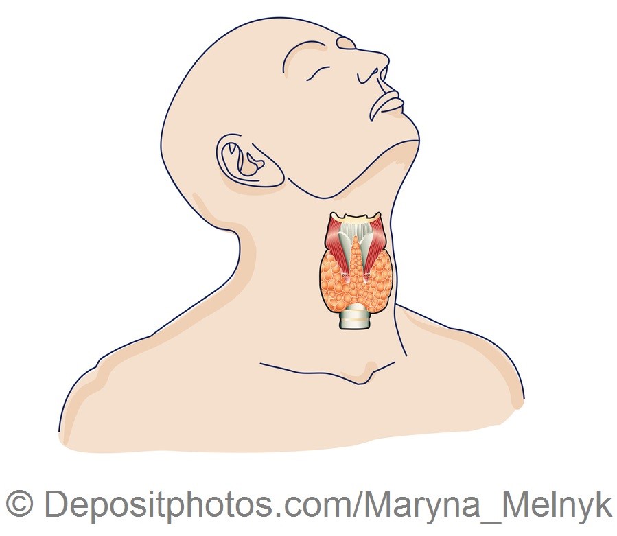 Thyroid gland in the human body — Grafika wektorowa